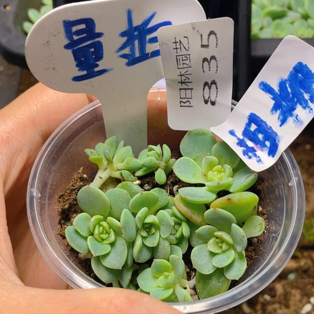 量拍多肉植物多肉植物835