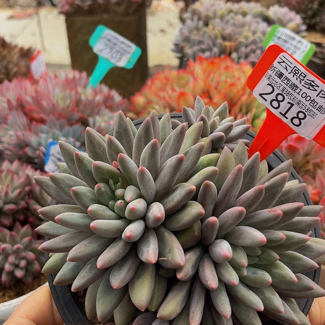 2819红蜻蜓多肉植物