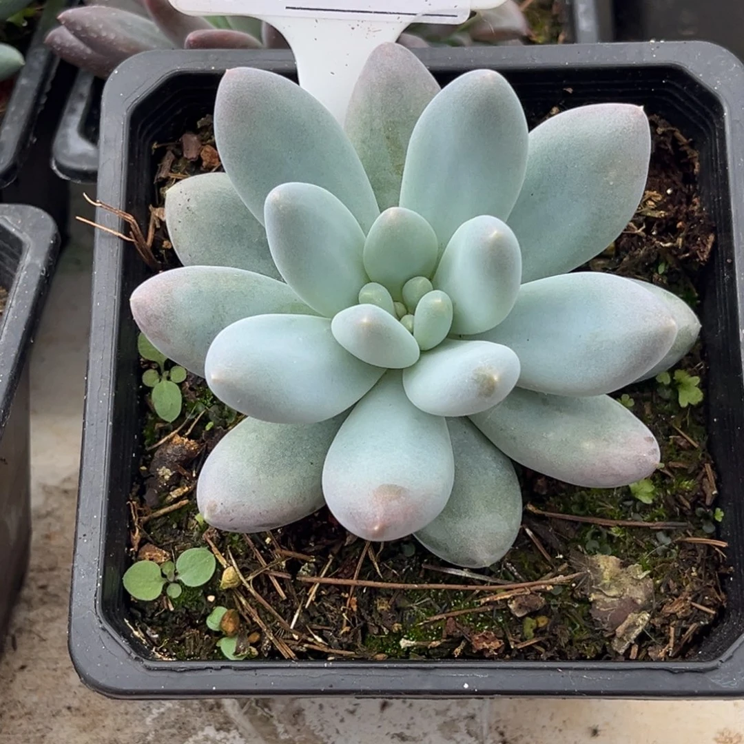 美人杂多肉植物654
