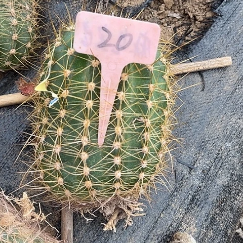 大仙女微瑕20号毛花柱