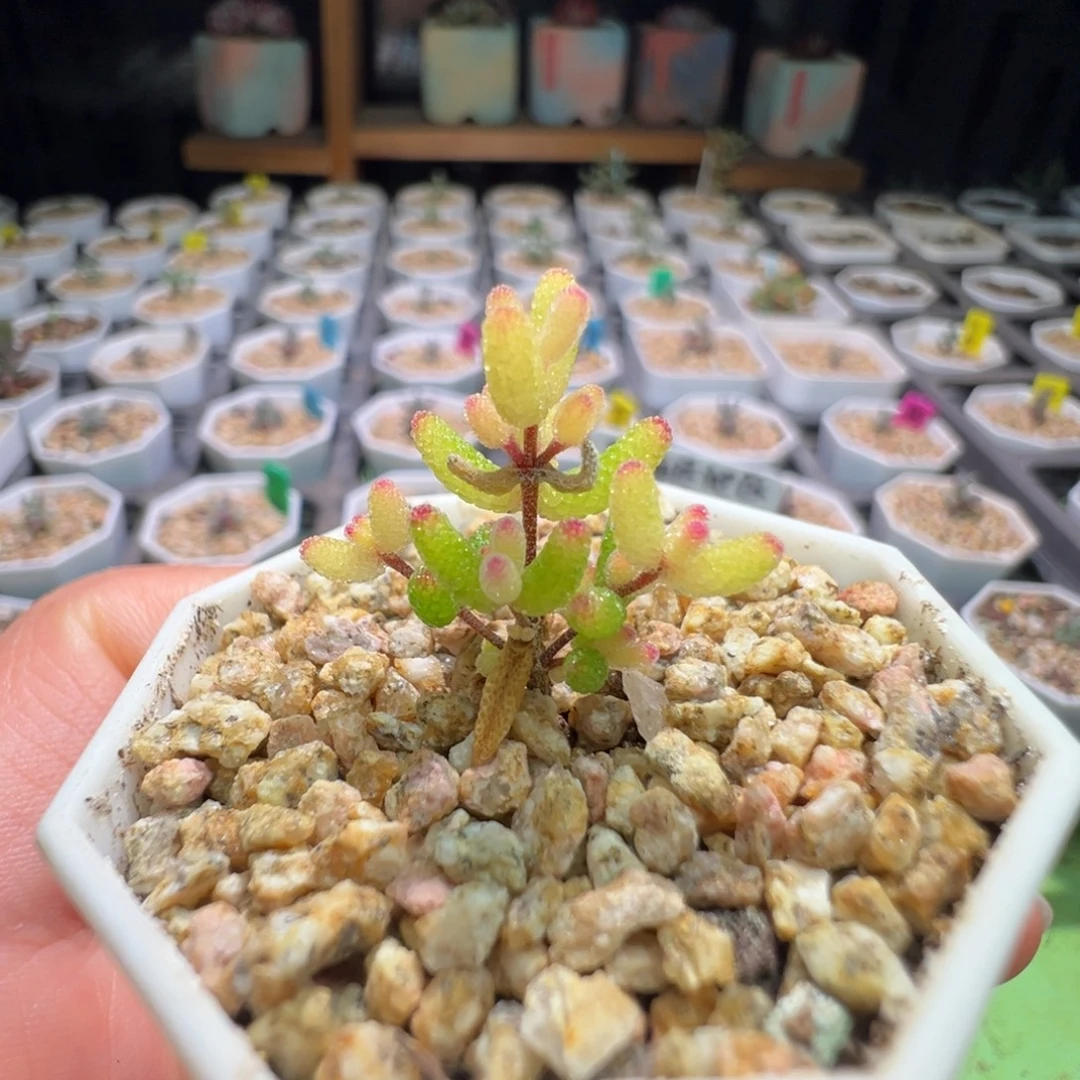 小树，尺寸小，311糖球锦，拍下不退不换