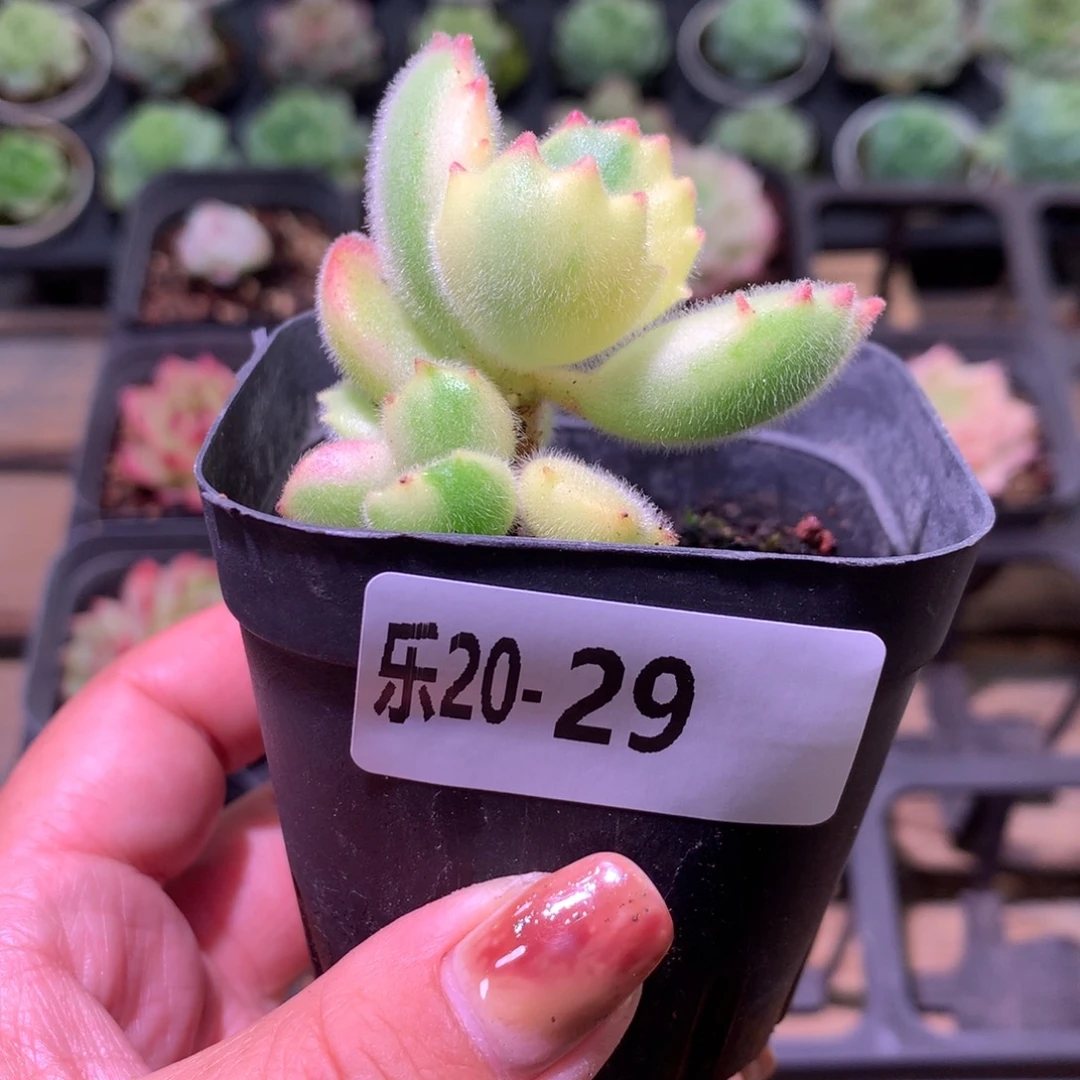 乐然20-29 彩熊 不售后