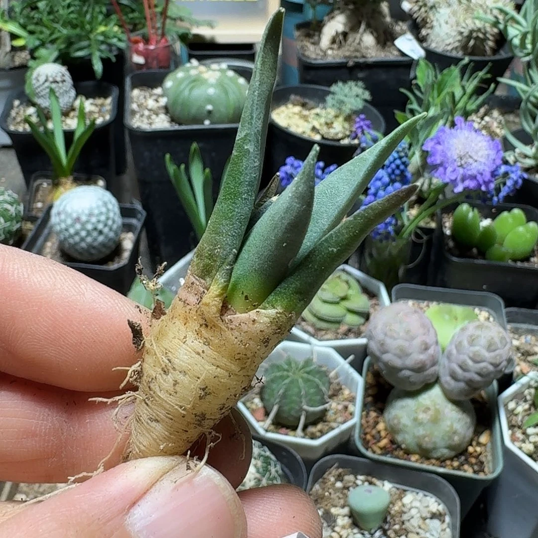 666龙牙杂交脱土发货