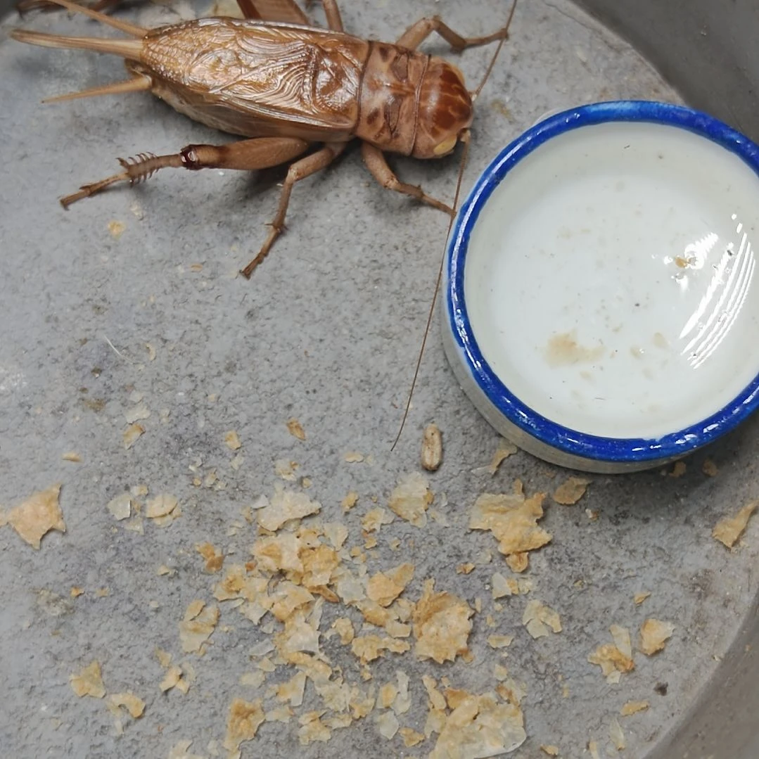 蟋蟀歪门邪调 易繁30