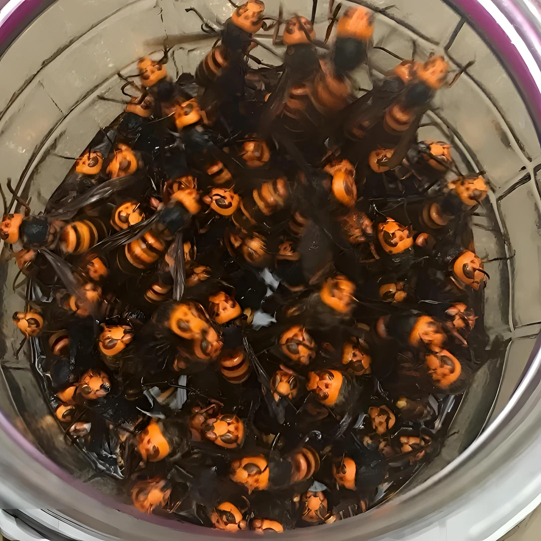 野生金环虎头蜂 虎头蜂 牛角蜂