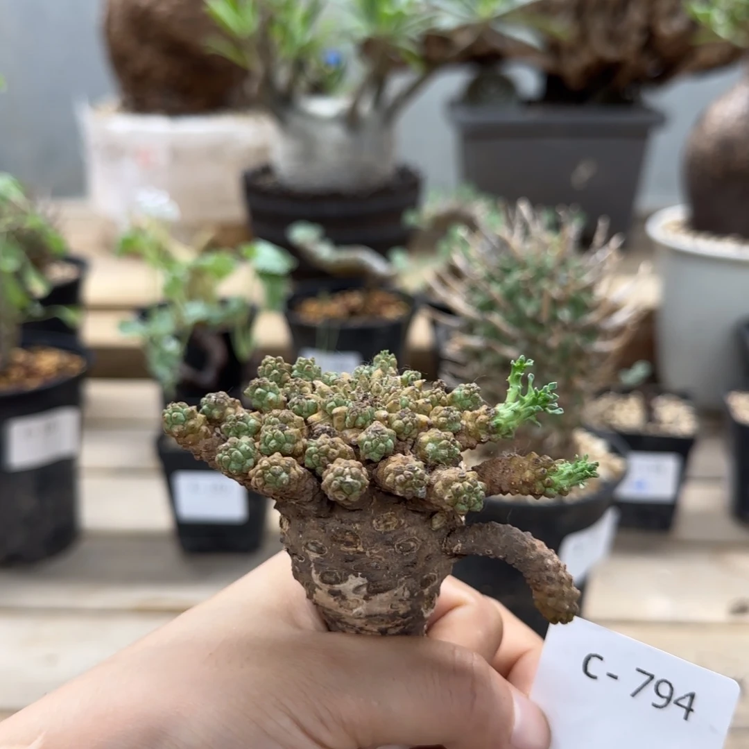 794飞头蛮大戟块根植物