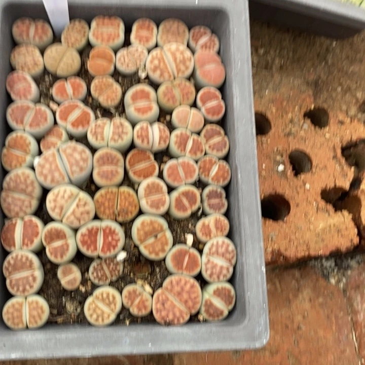 王***妞生石花的季节加钱3171