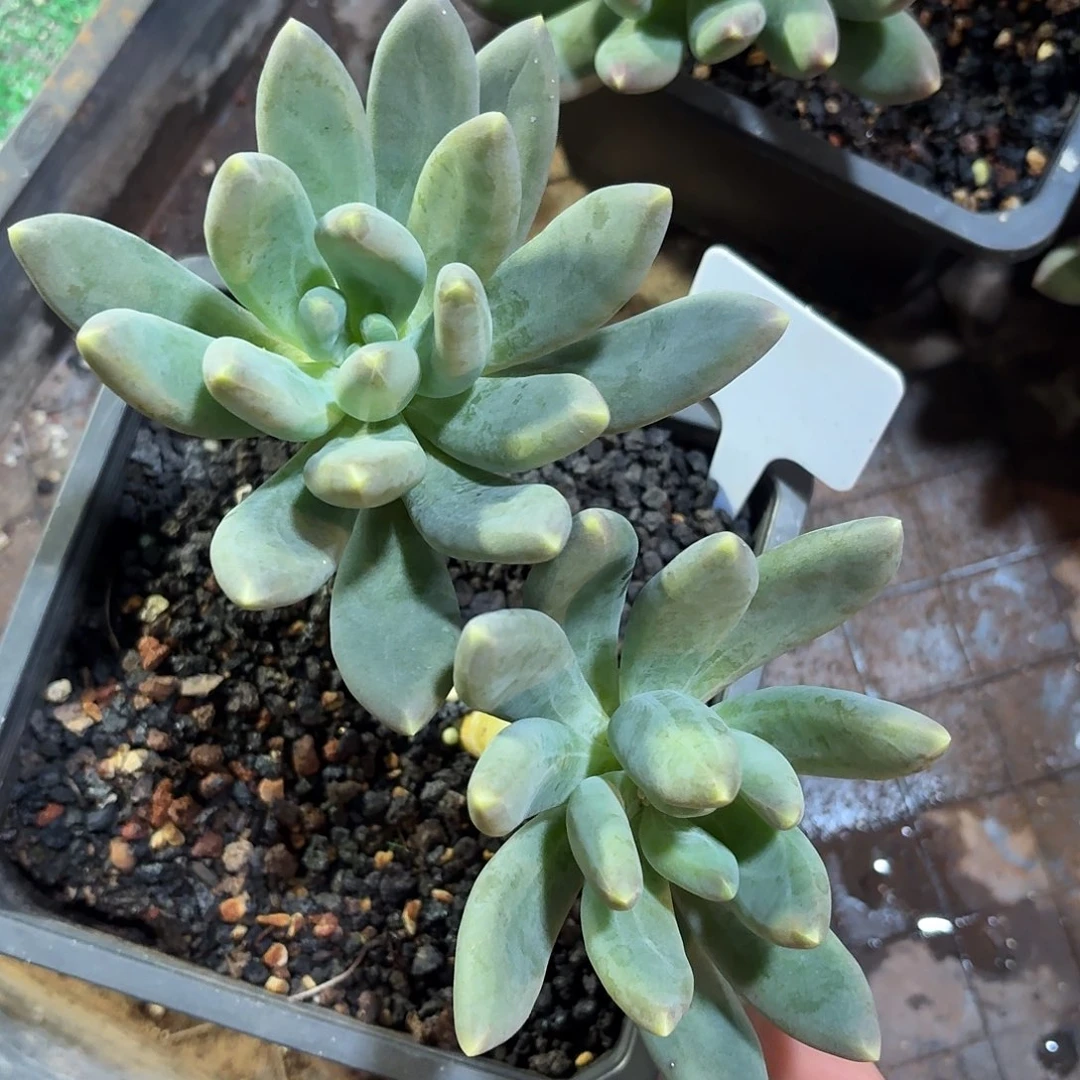 蓝眼睛99999999999999999