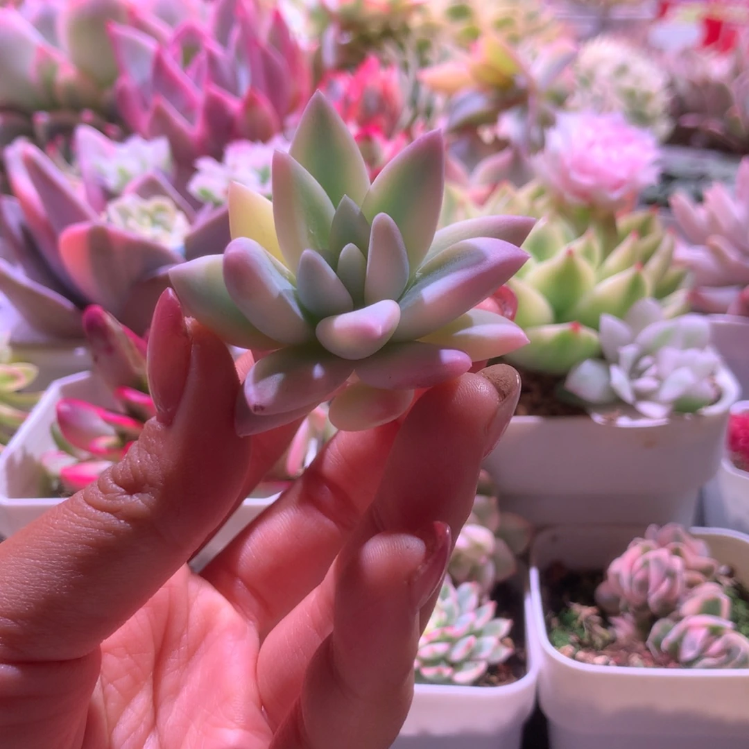 墨***所罗门巨人覆轮锦有杆子