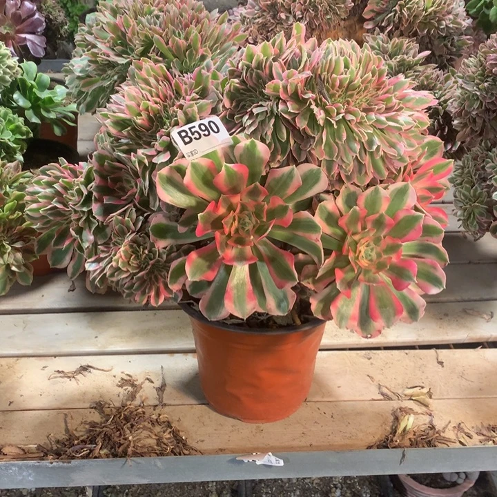 590粉女郎缀多肉大师