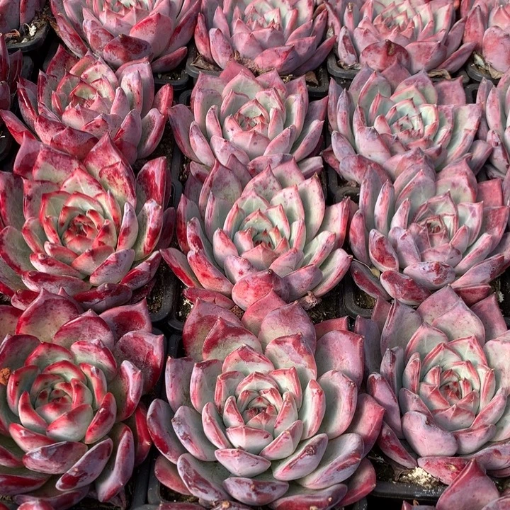 红拉糖多肉植物两单包邮