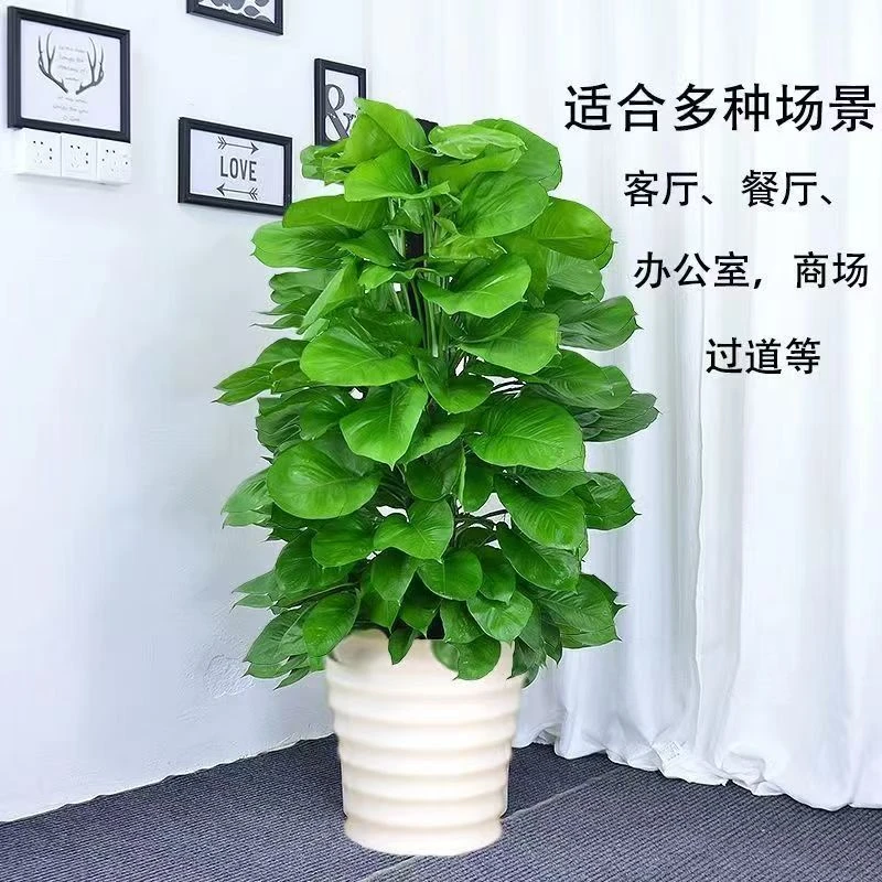 大叶绿萝柱盆栽植物室内办公客厅开业乔迁四季常青大型绿植吸甲醛