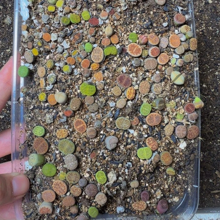 —***橘多肉植物的生长发育90