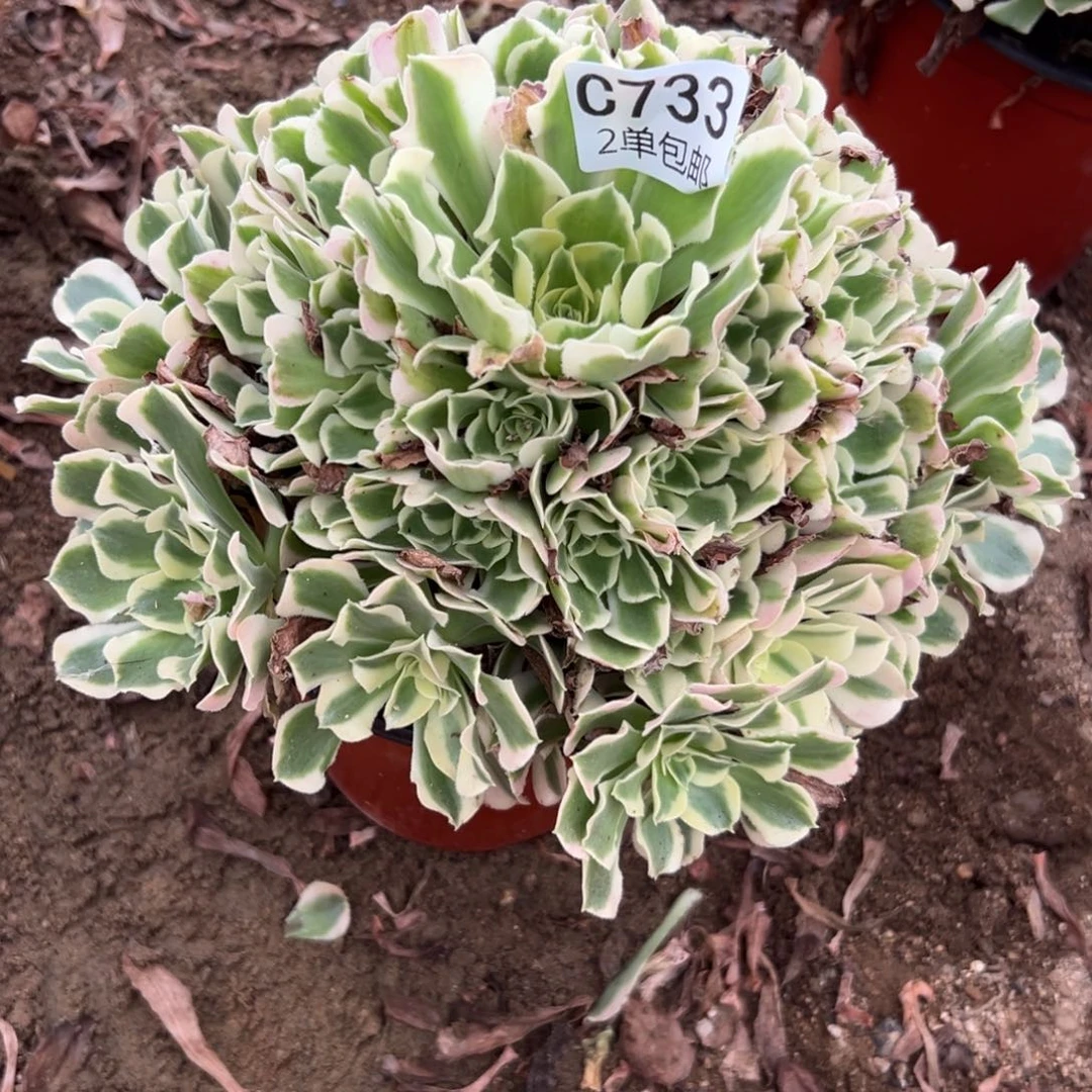 733多肉   白凤 不包断头