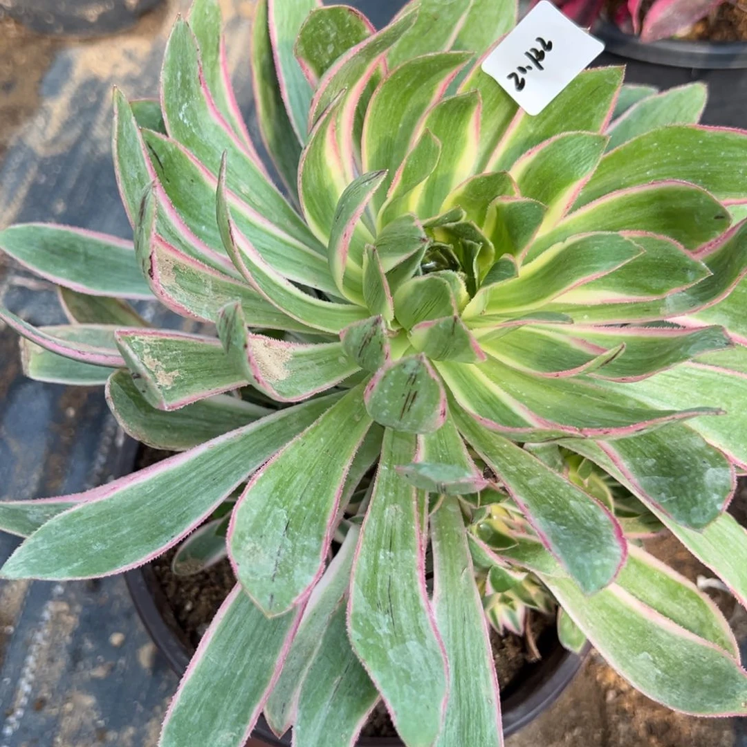 122青莲多肉植物紫