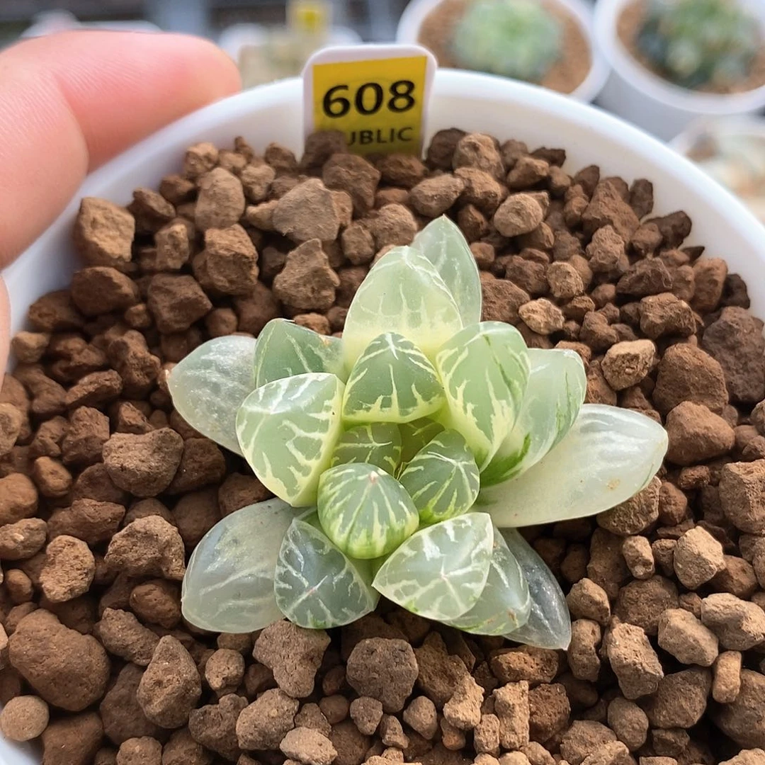 红陶608号糊斑实生玉露锦一物一拍单品