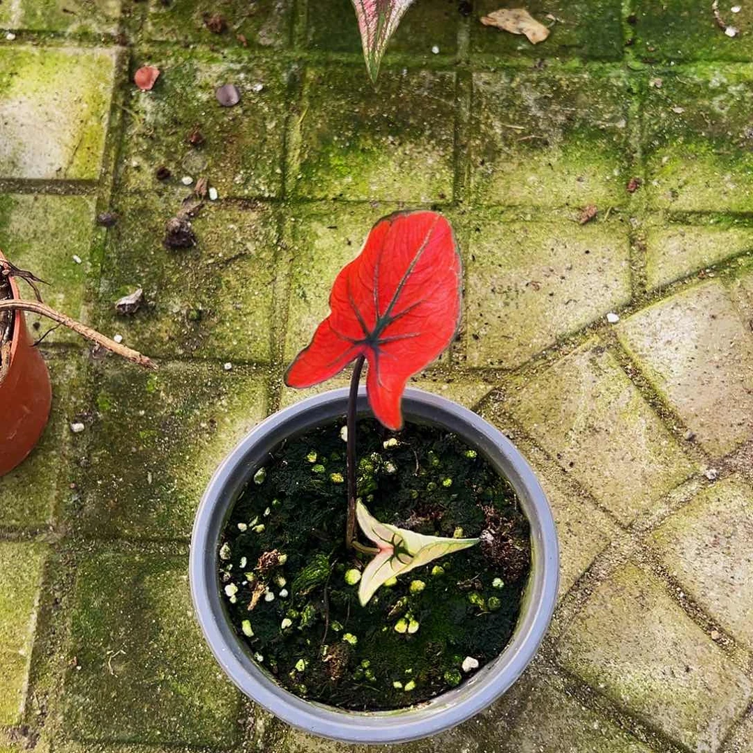 A***L完全开放一物一拍8061