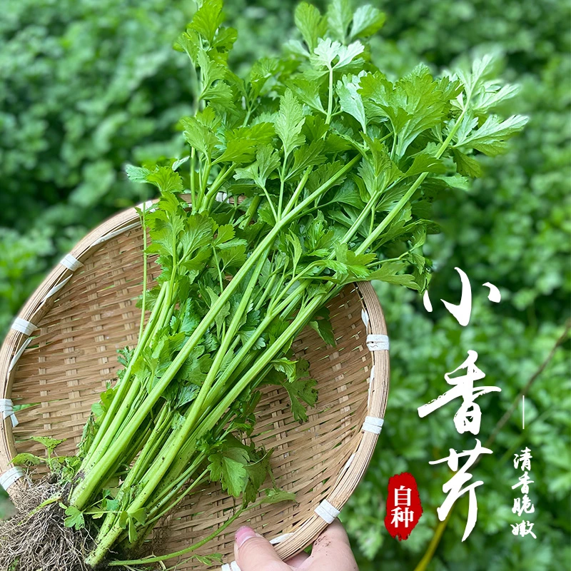 密云保合蜗牛小镇  新鲜蔬菜 小香芹 新鲜细芹菜 细嫩500g