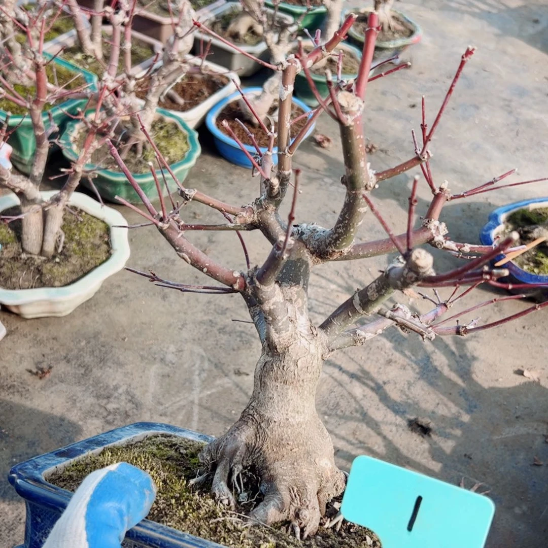 王*精品出猩猩风情