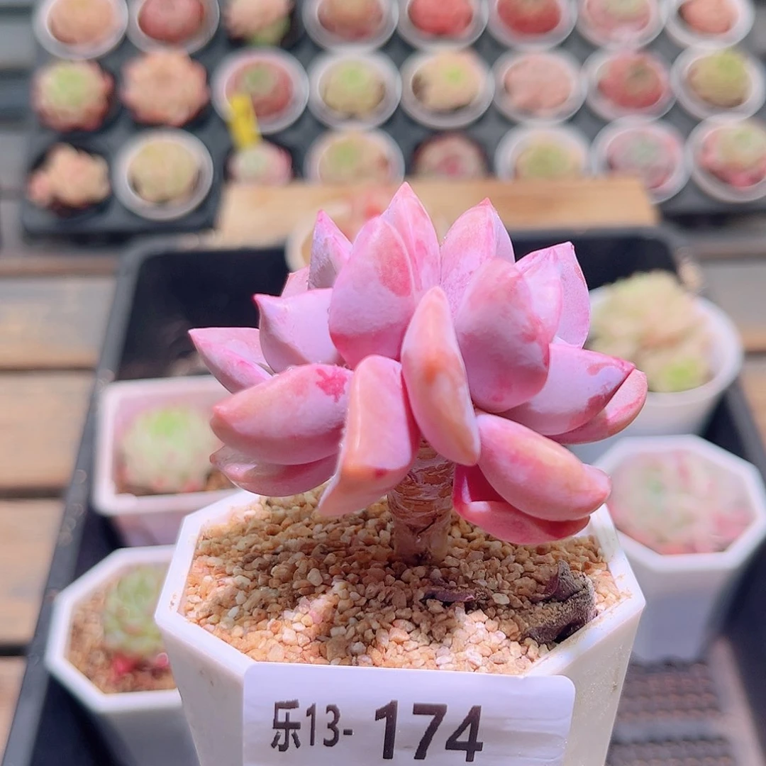 乐然13-174 彩虹糖