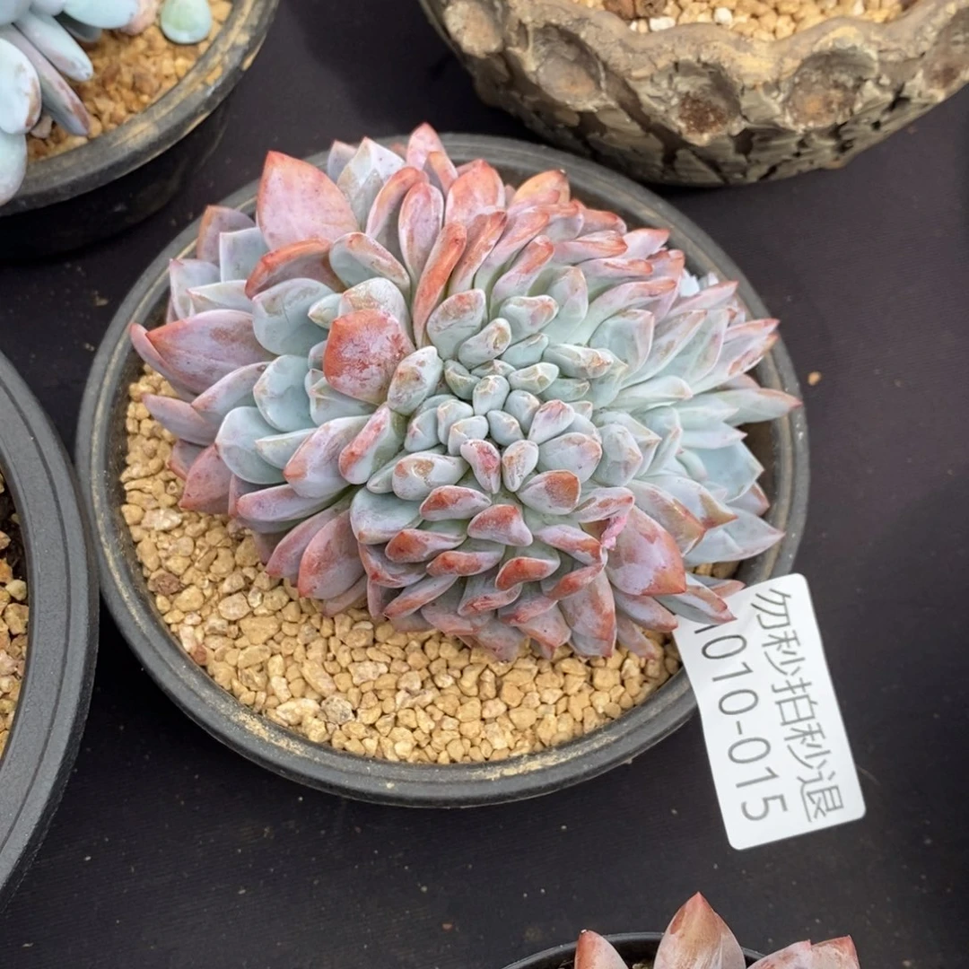 两单包邮1010-15橙子缀