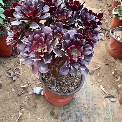 花纳多肉植物法师8