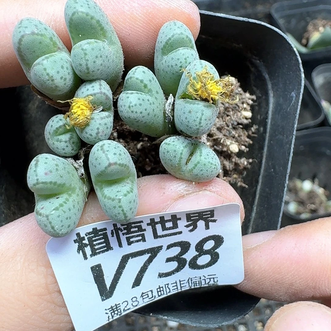 多肉植物的润泽rgb