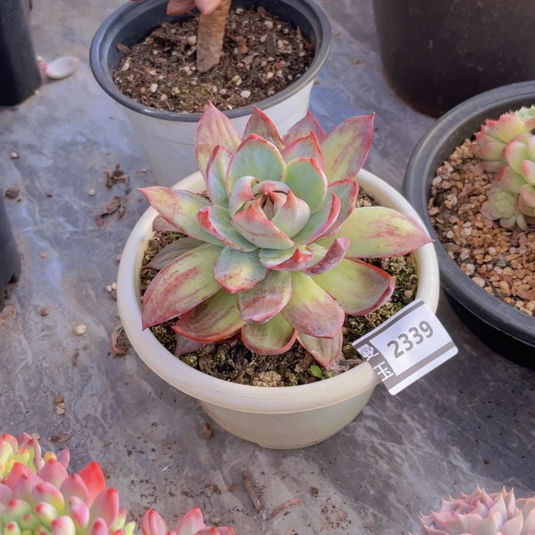 惊鸿多肉植物2339