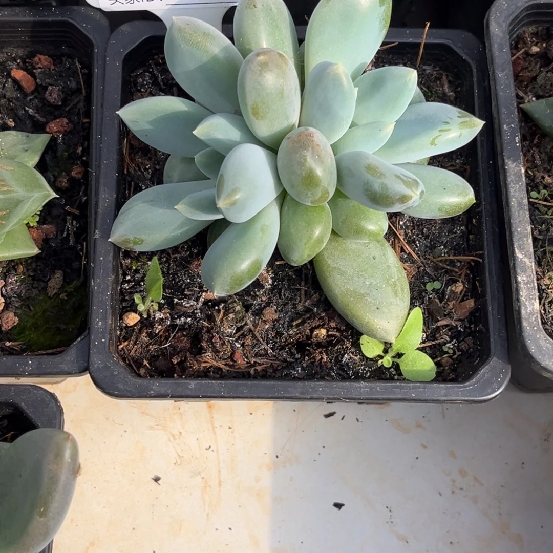 胖体哥特多肉植物921