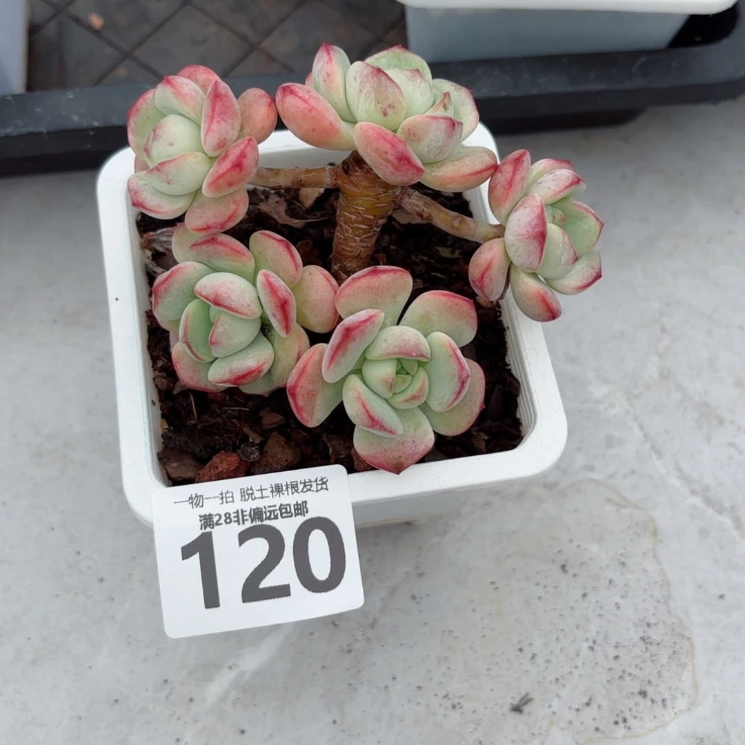 香草老桩无盆土发货
