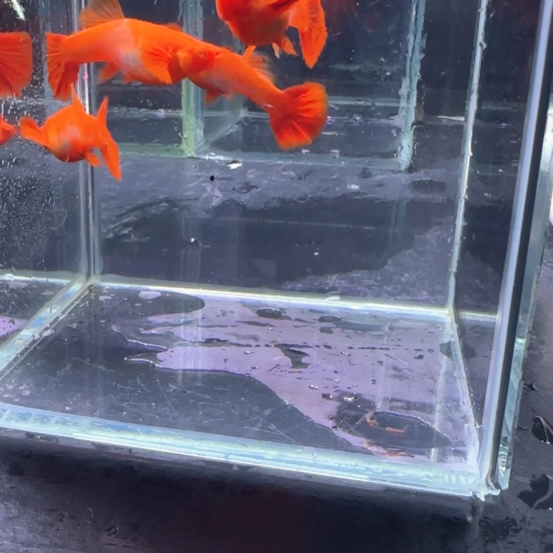 孔雀鱼鸿运分水8条