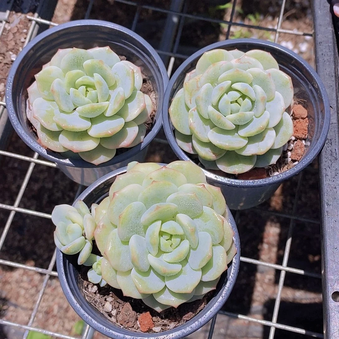 0622- 香草锦单头福利一颗 量拍