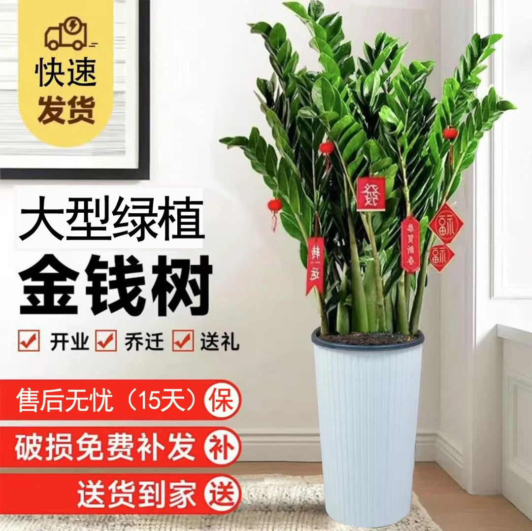 专属=巨无霸含白盆1.0-1.2米金钱树大型绿植净化空气客厅室内盆栽