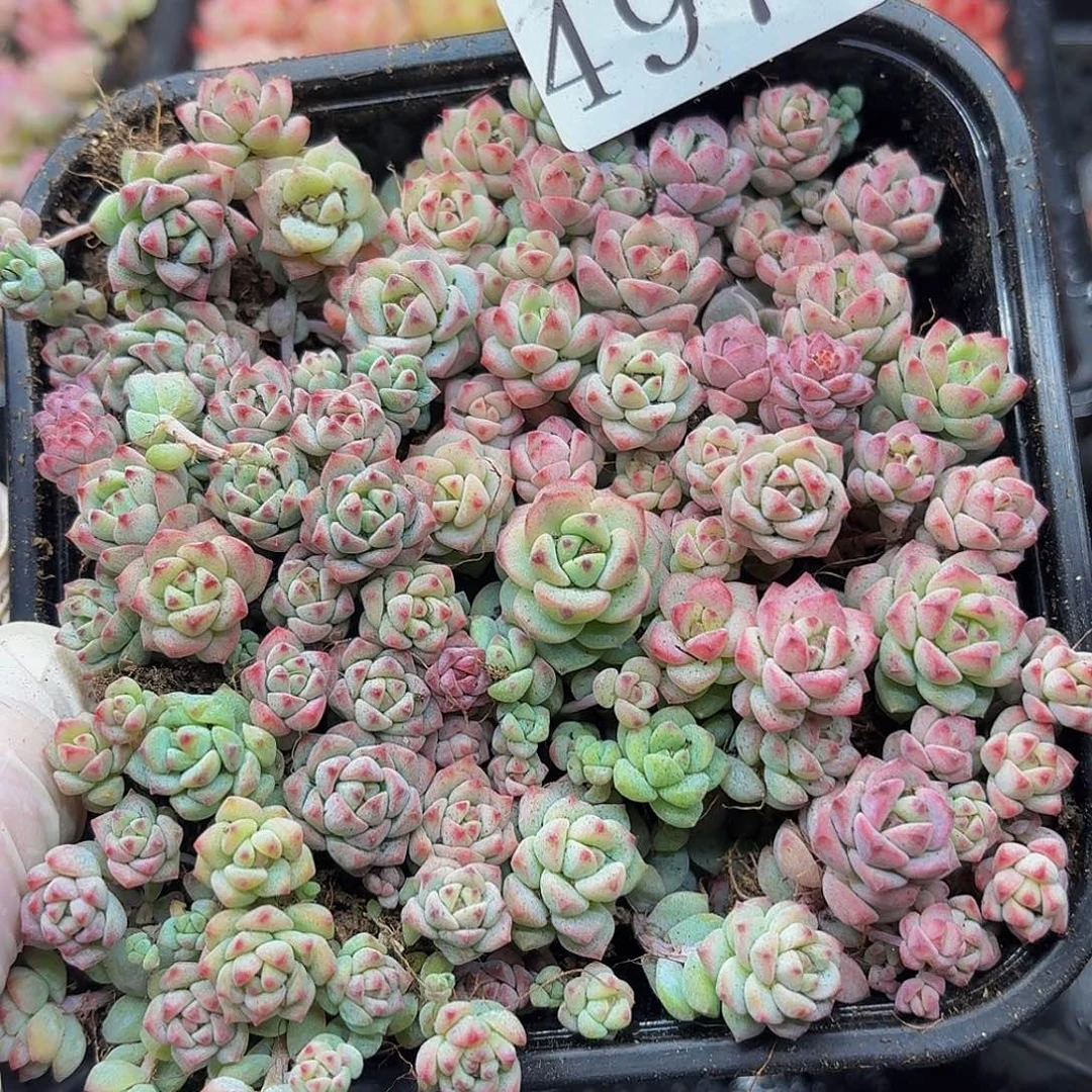 多肉植物多肉植物497