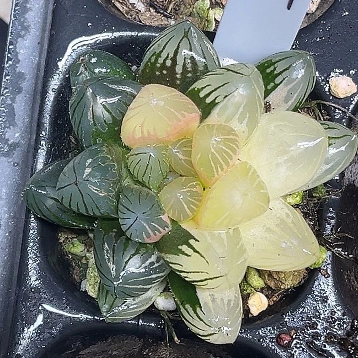 331大窗龙爪玉露锦脱土发货