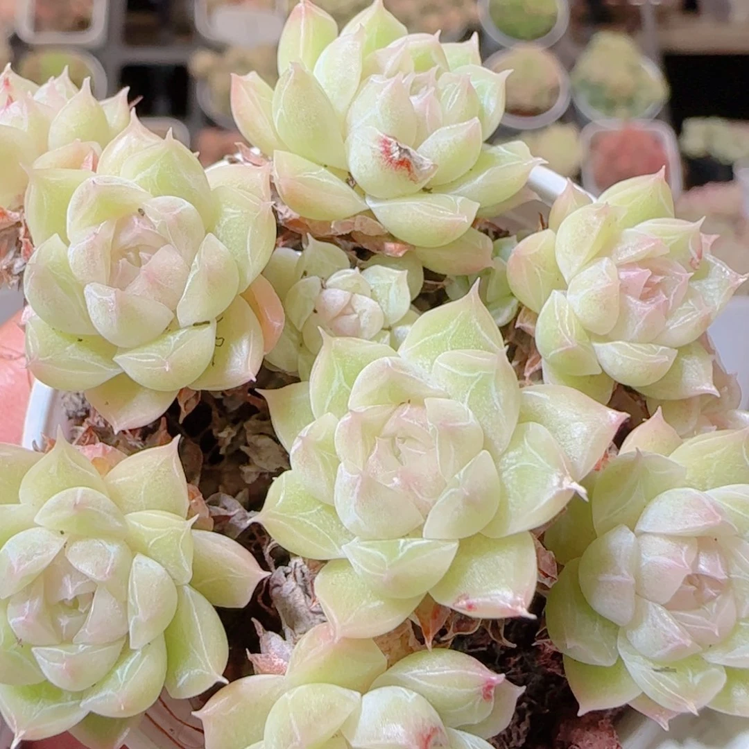 花语逸镜1115-244散