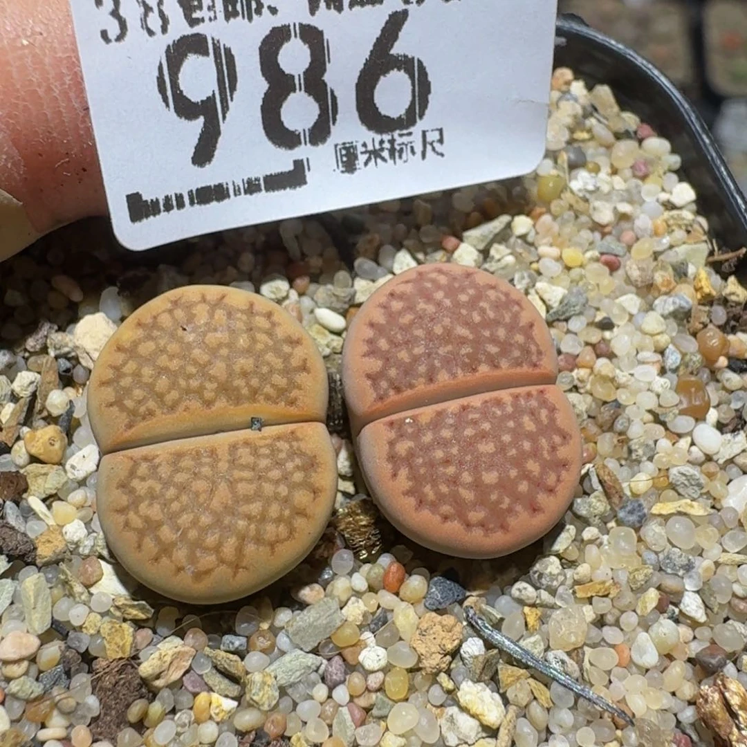 zzzz精品生石花986