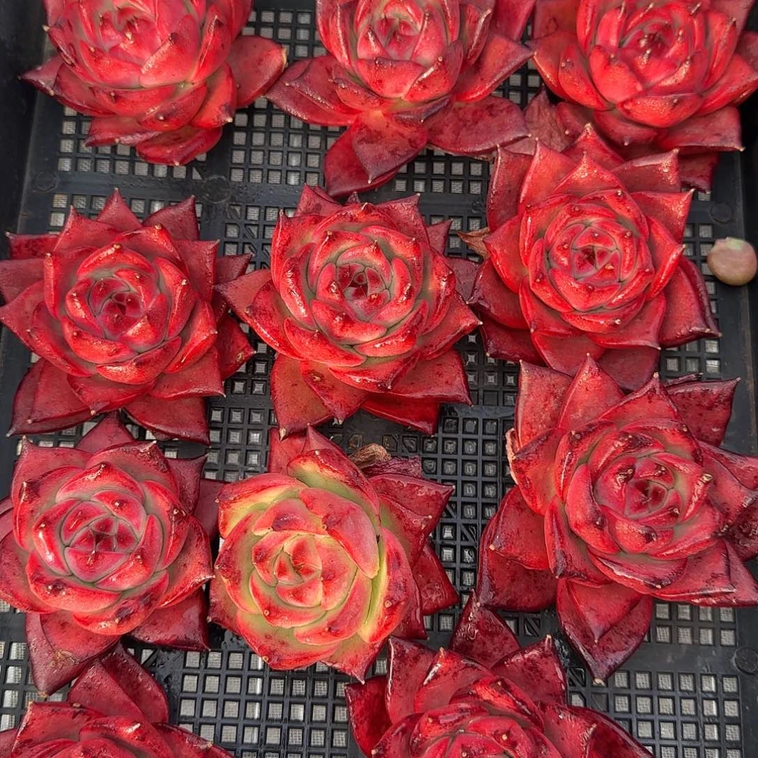 从前慢花园精选0117-粉钻