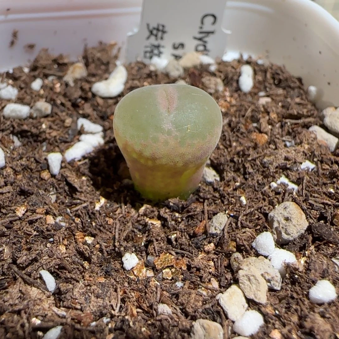 肉锥多肉植物组合-安格有疤1563