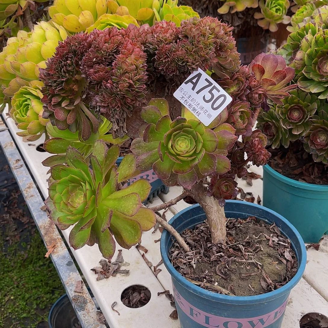 法师法师3–29包邮法师