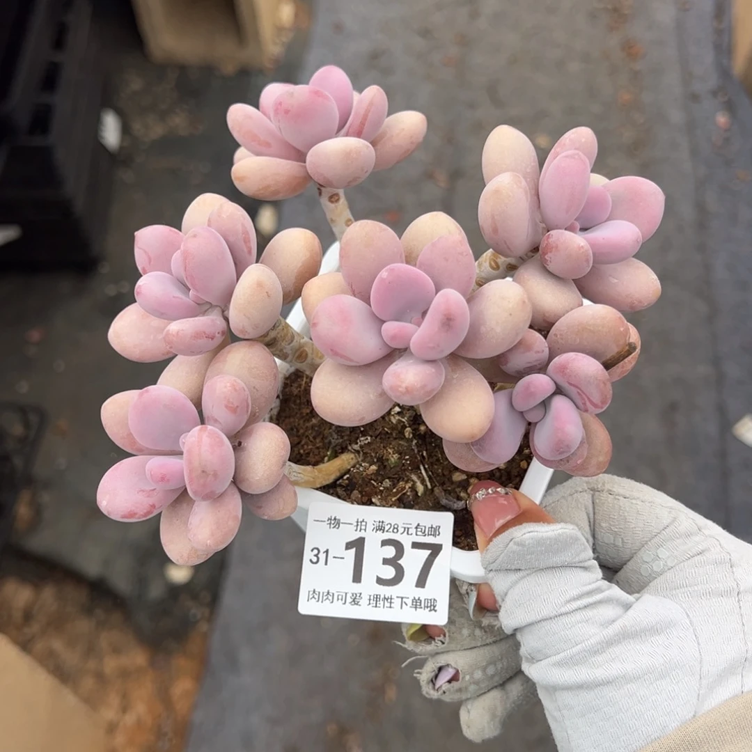 桃蛋多肉多肉多肉多肉多肉多肉多肉