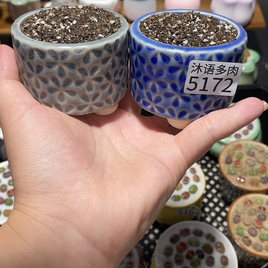 江***ジ带盆土植物 一物一拍5172