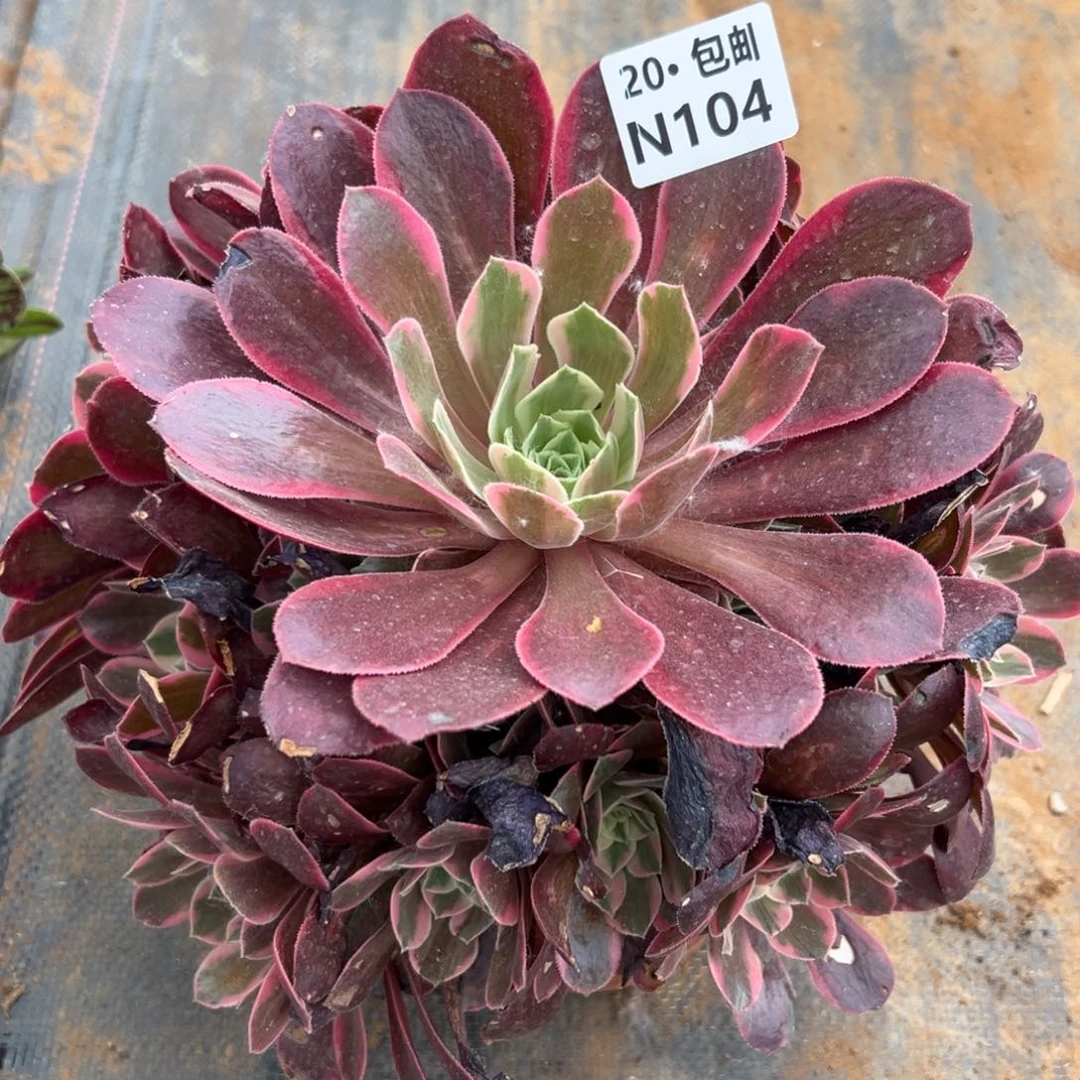 104女妖，满20包邮