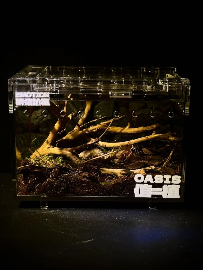 原生态微景观 系列10*8*7