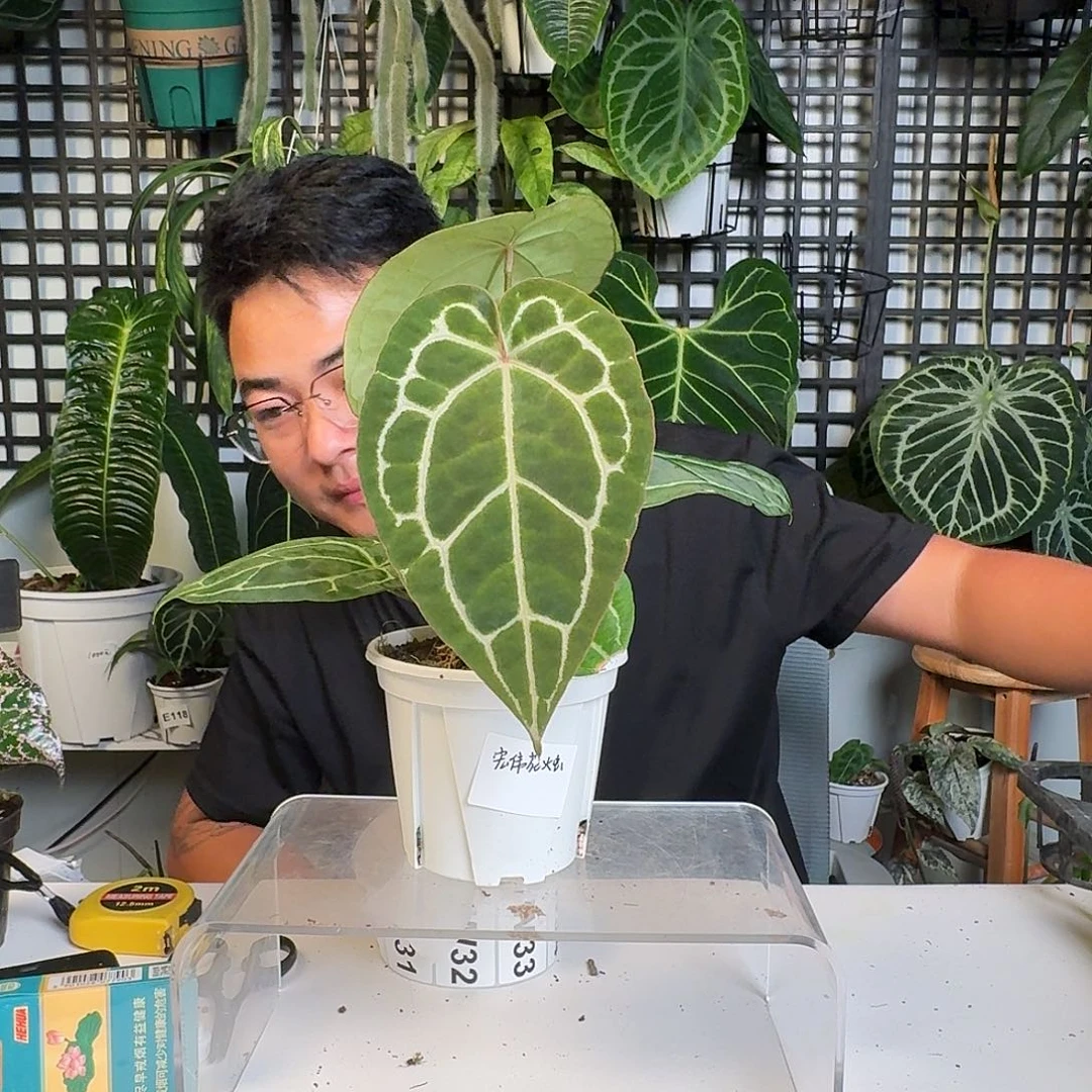 无花朵一物一拍W 24
