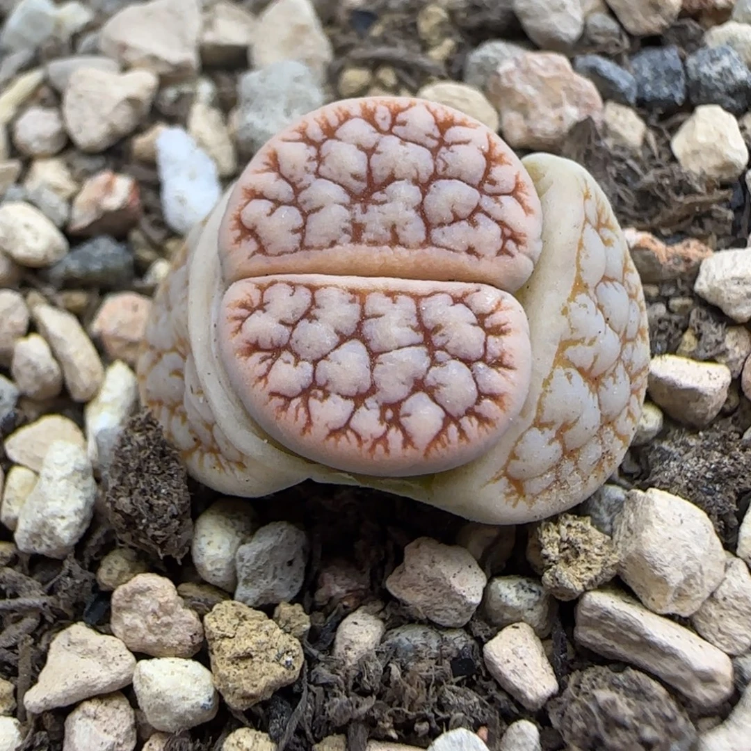 403 生石花大棚直播