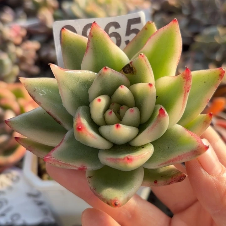 多肉植物满18包邮当场凑单