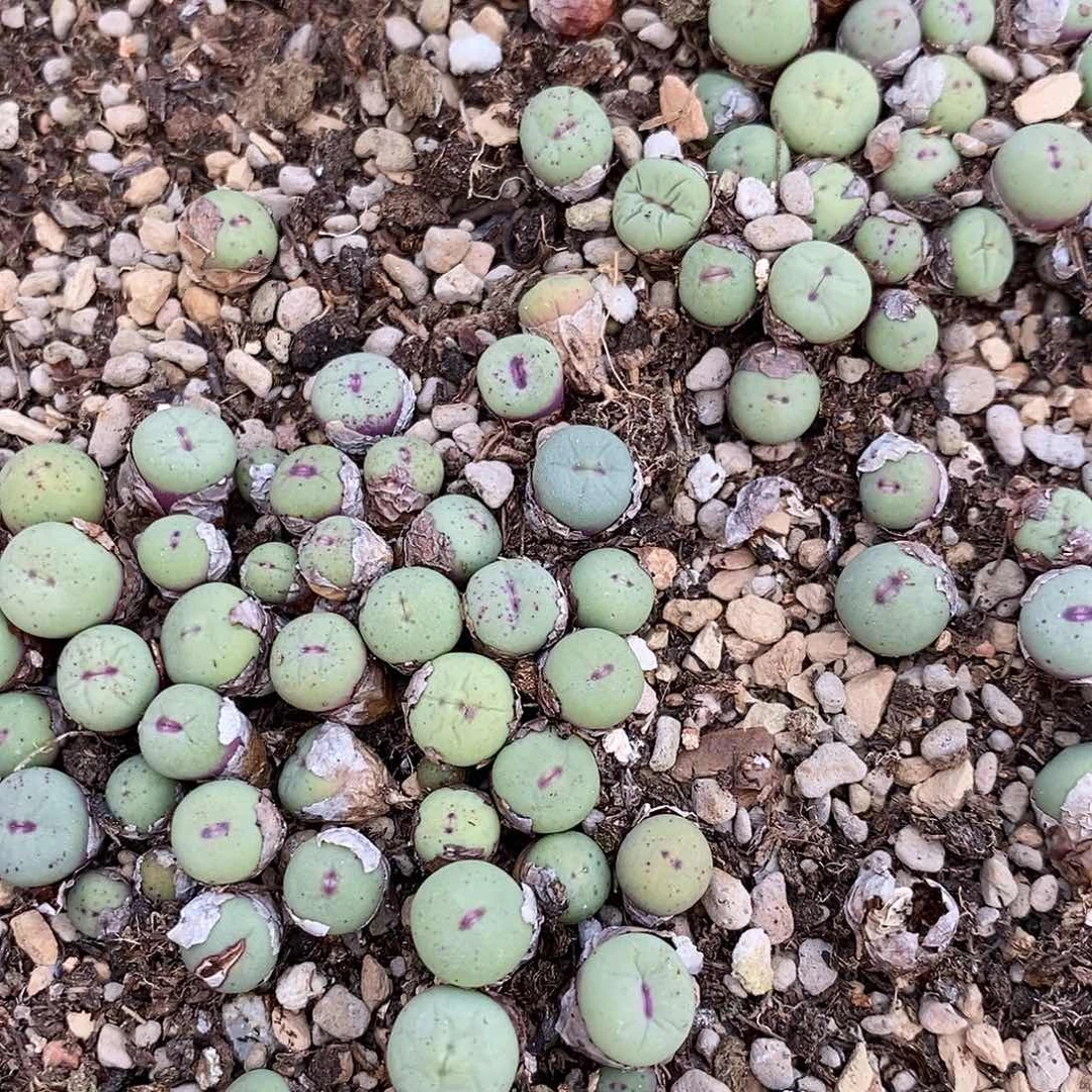 一颗编号混小红嘴。