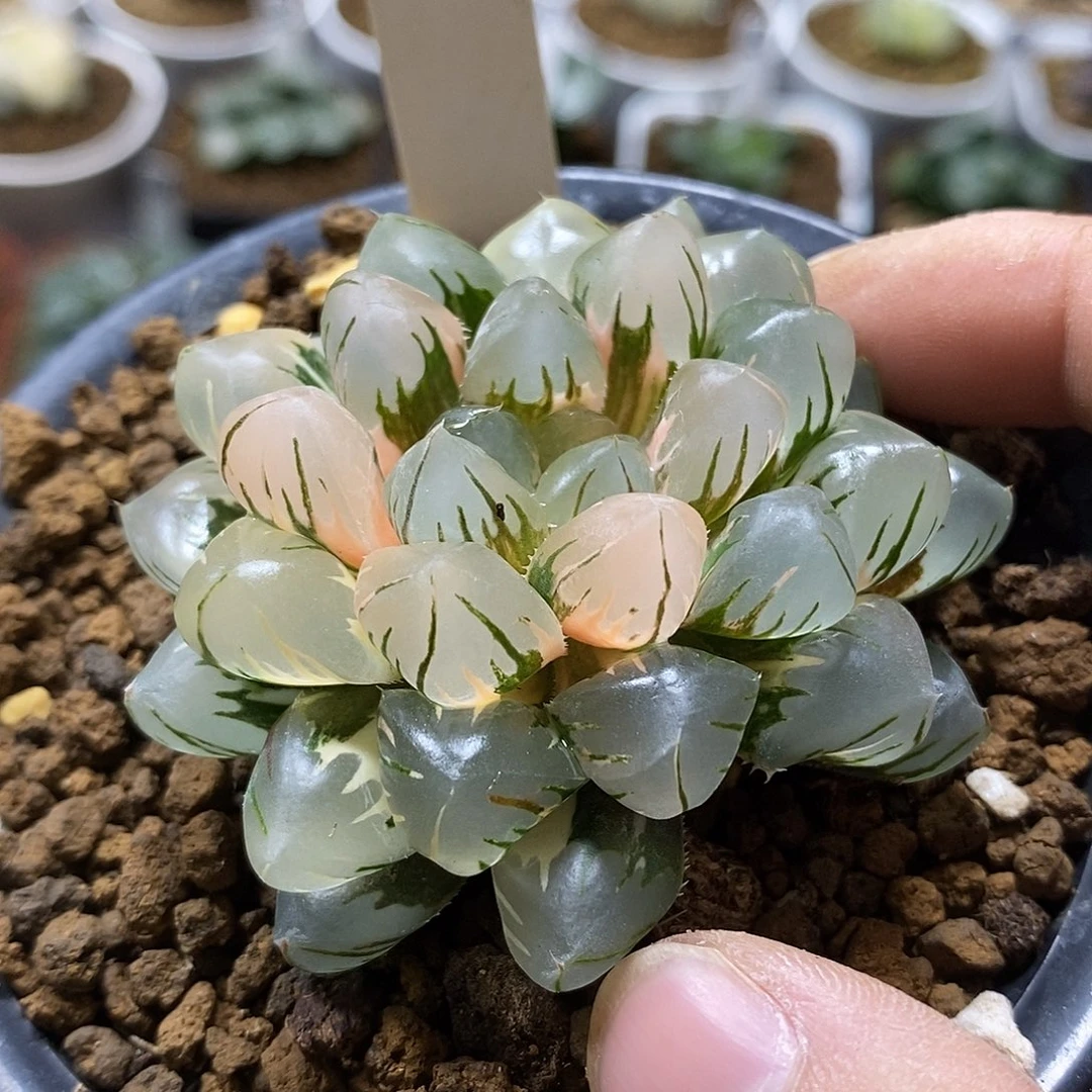 61水中月玉露锦十二卷