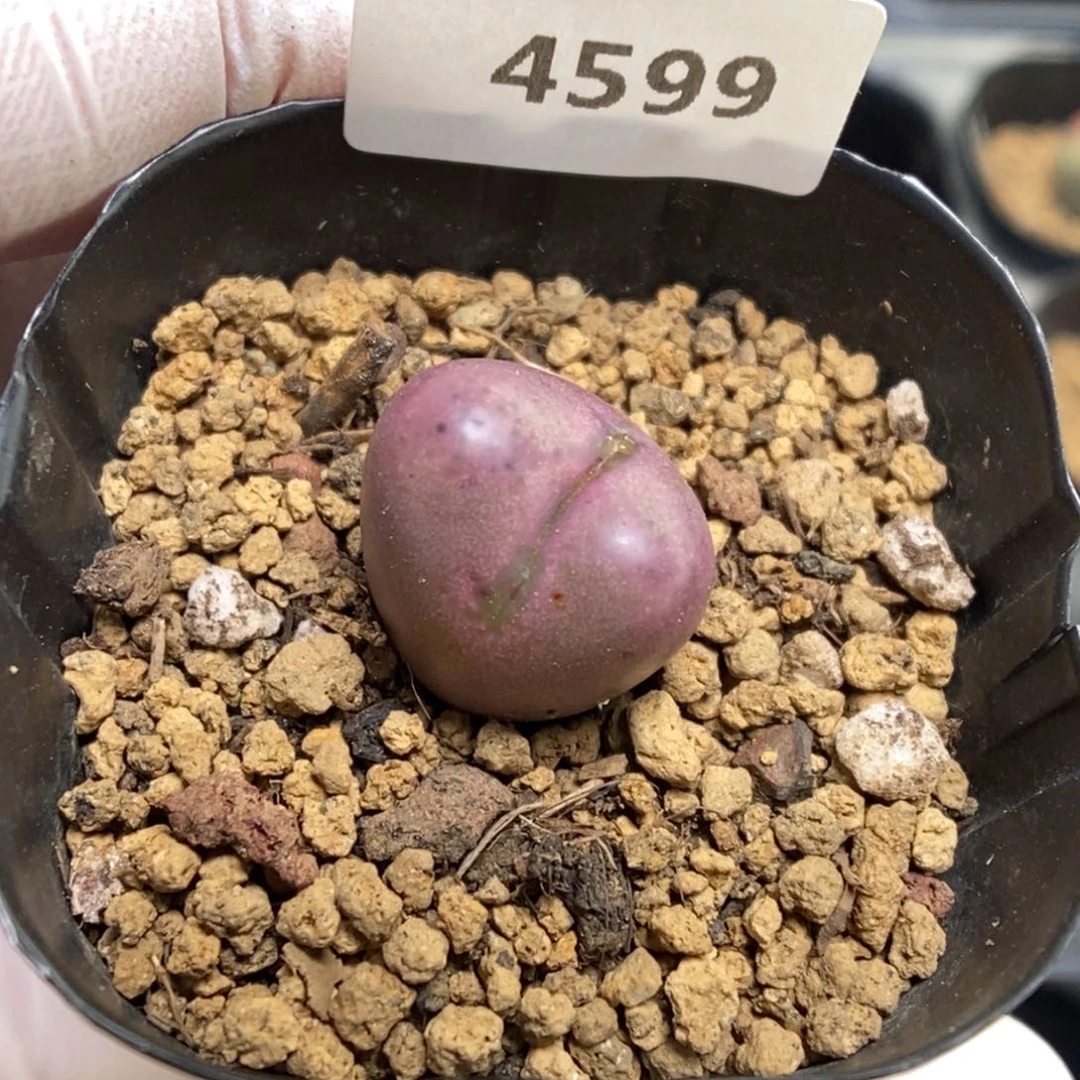 多肉植物肉锥杂交K-4599 吕将 烟花纹